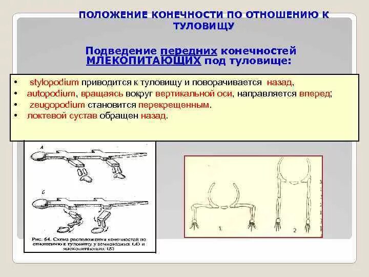 Расположение конечностей у млекопитающих