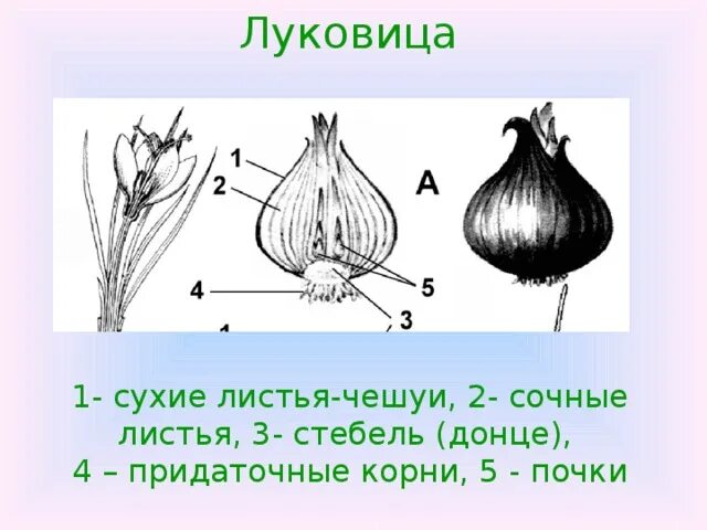 Сухие чешуйчатые листья