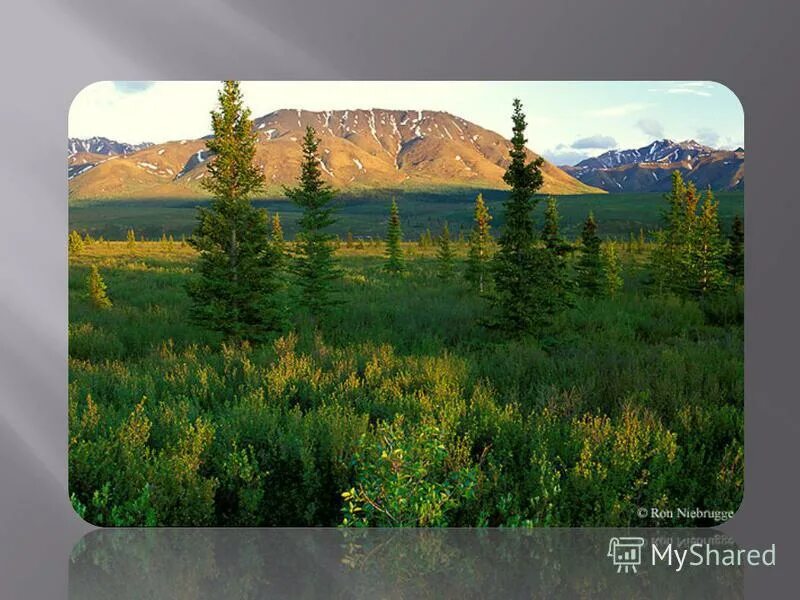 растительный мир таёжных лесов. доклад о тайге. сообщение о тайге. лесная зона тайга растительный мир. для таежных лесов характерна.