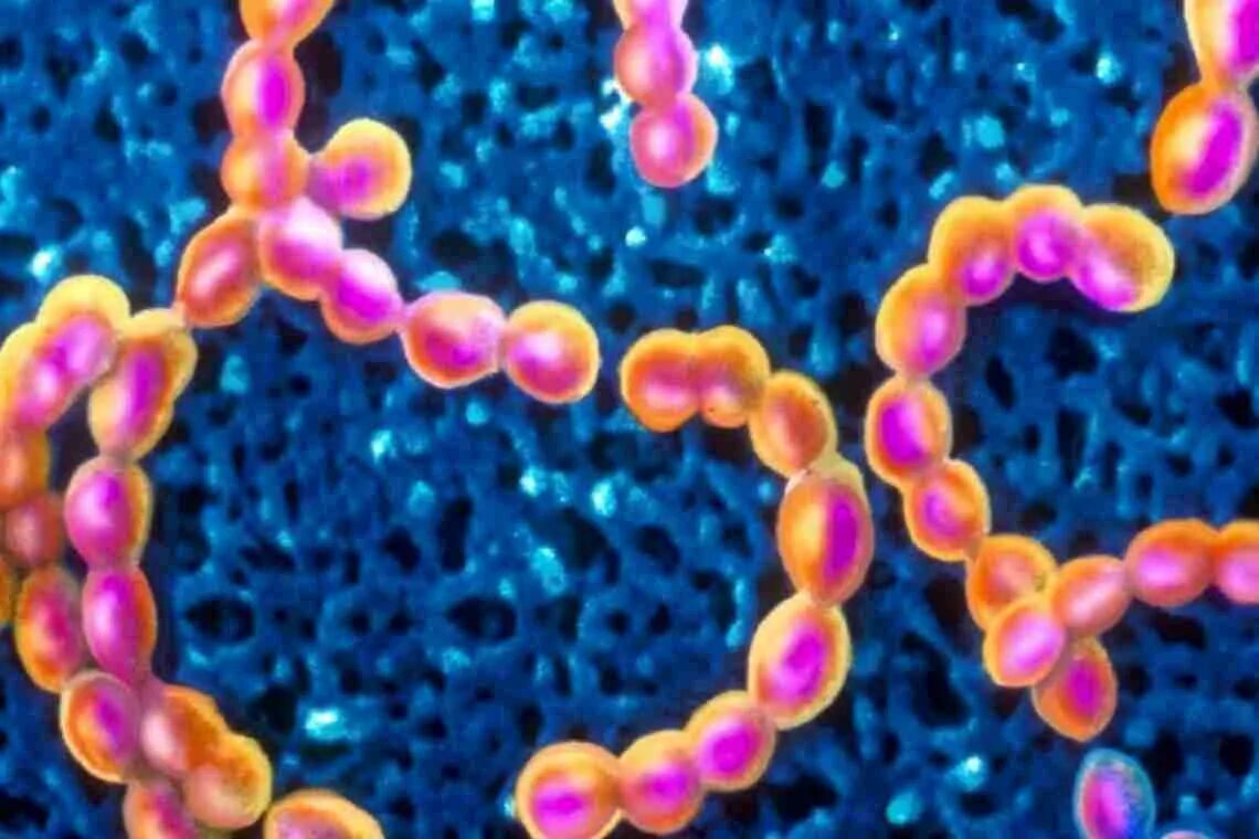 Streptococcus agalactiae заболевания. Agalactiae под микроскопом. Стрептококки хеликс. Стафилококки стрептококки пневмококки. Стрептококки хеликс.