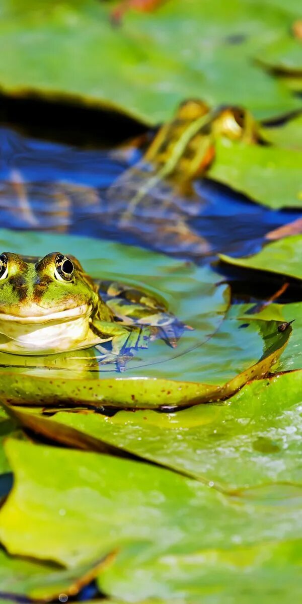 На чем сидит лягушка в болоте. Лягушка. Лягушка Пресноводная. Болото с лягушками. Водяная жаба.