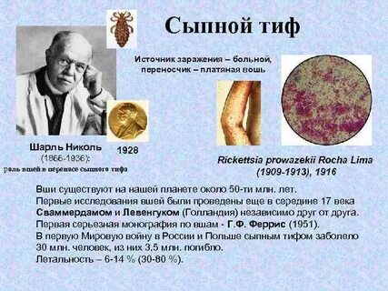 Сыпной тиф инфекция
