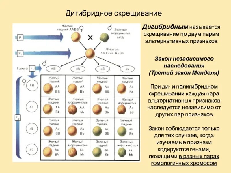 Закономерности наследования признаков дигибридное скрещивание. Дигибридное скрещивание независимое наследование. 3 Закон Менделя скрещивание. Третий закон Менделя - закон независимого наследования. Дигетерозиготный горох с желтыми гладкими семенами