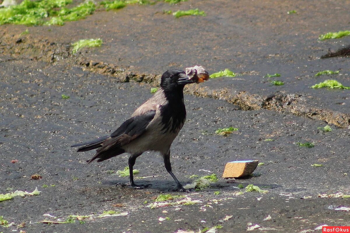 Ворона украла. Ворон на телефон. Ворона с ложкой. Ворона украла. Ворона украла.