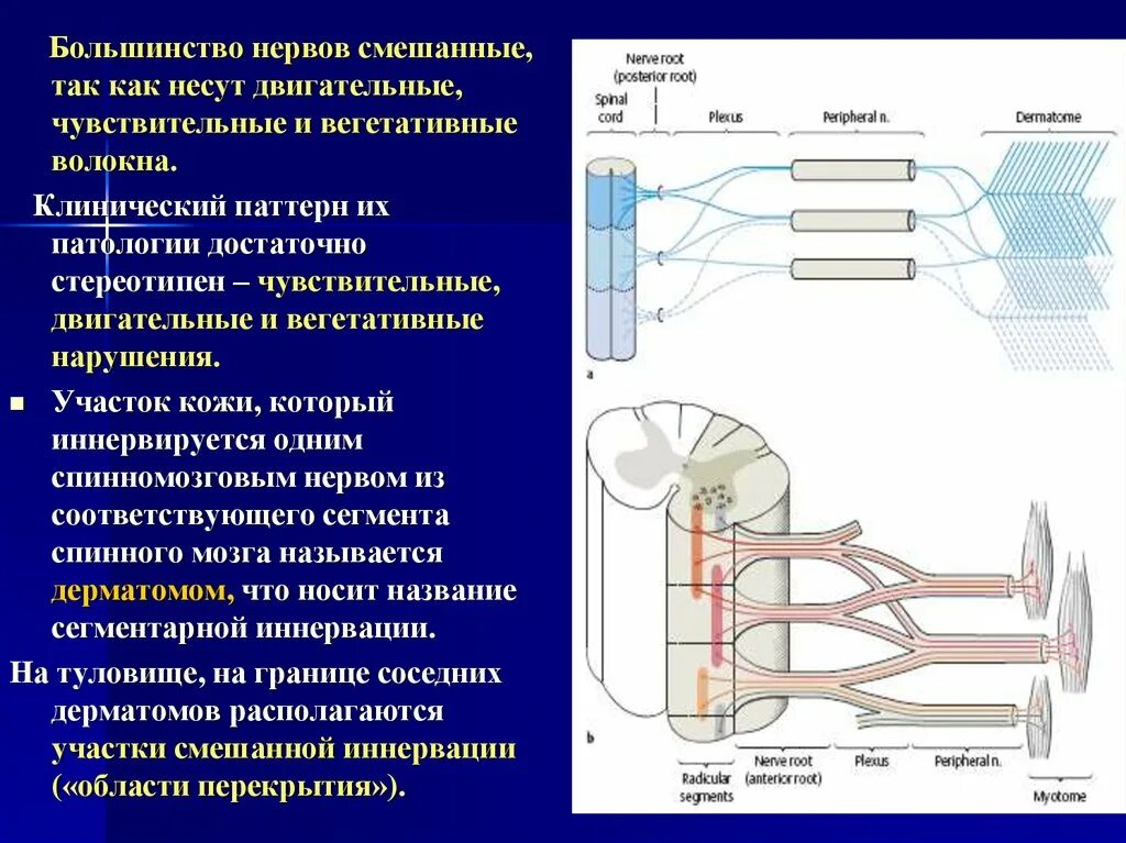 Поражение двигательного нерва. Чувствительные и двигательные волокна. Двигательные нервные волокна. Двигательные нервы. Двигательные волокна нерва.