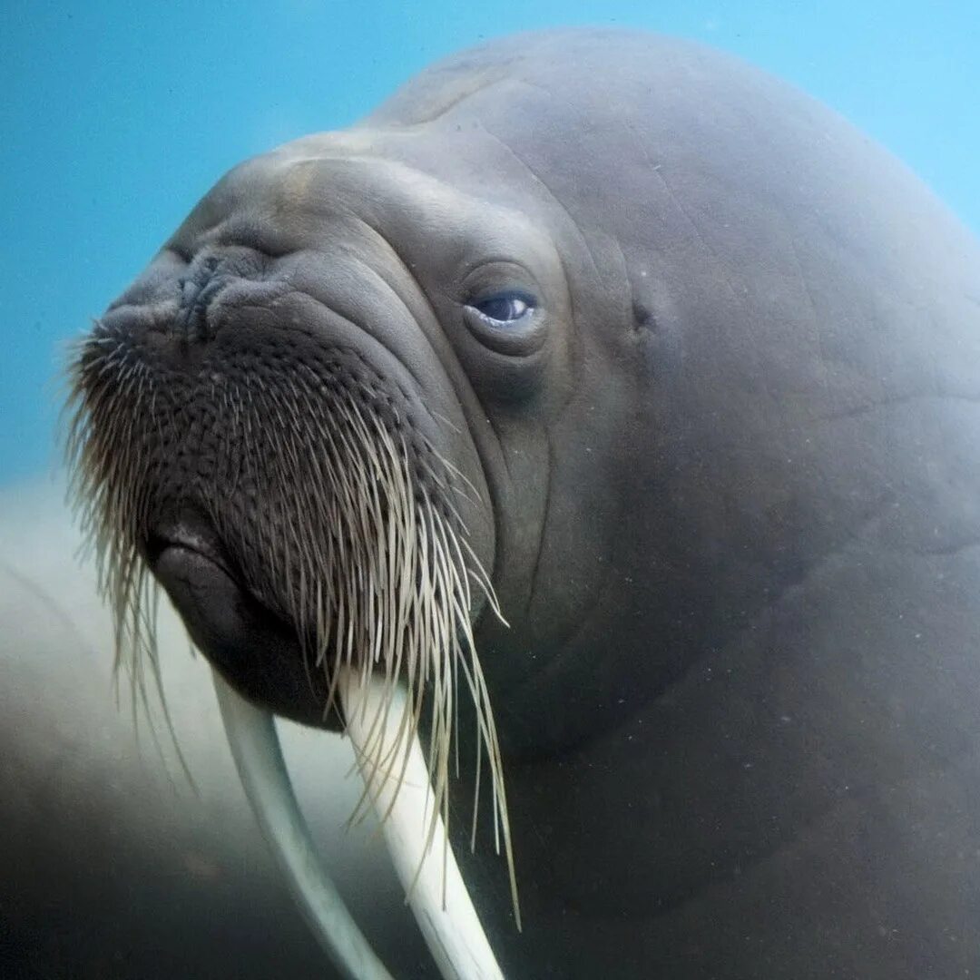 Моржж. Атлантический морж. Walrus Julianna.