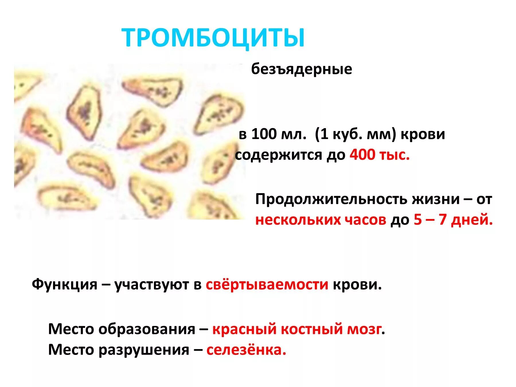 Тромбоциты строение анатомия. Строение тромбоцитов в крови. Форма строения тромбоцитов человека. Место образования тромбоцитов. Гранулы тромбоцитов содержат