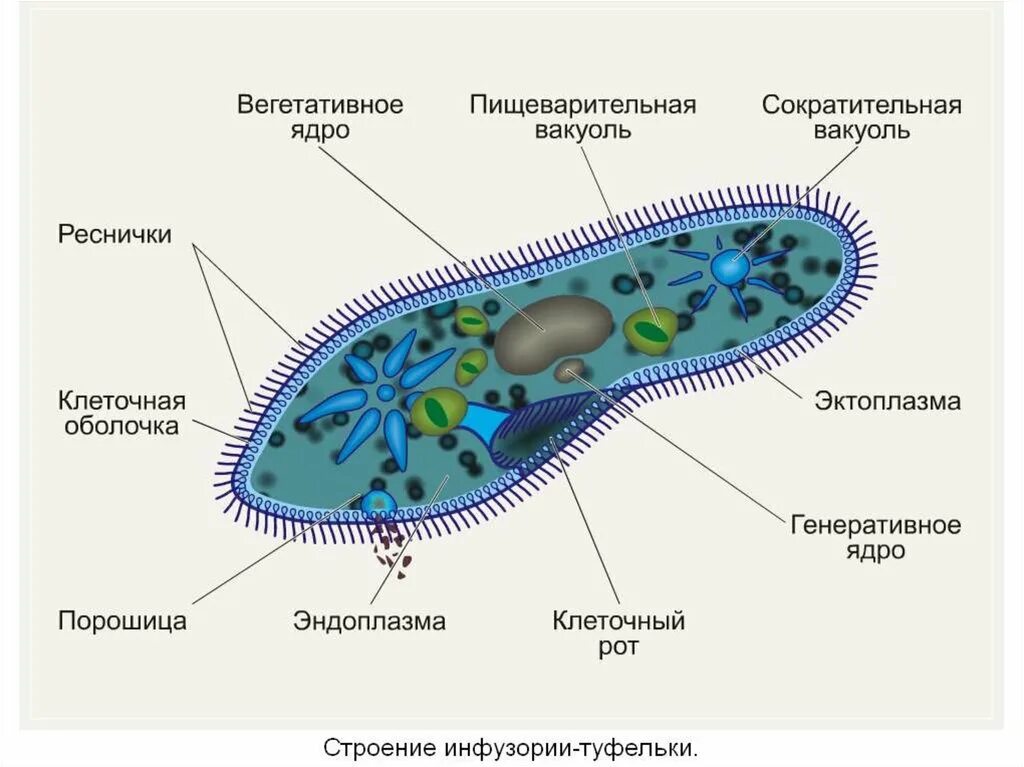 Органеллы водоросли