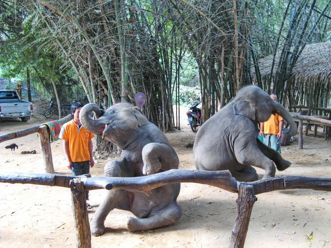 Зоопарк на Бали. Слон 100х100. Bali Zoo. Zoo trip. Танец слоники