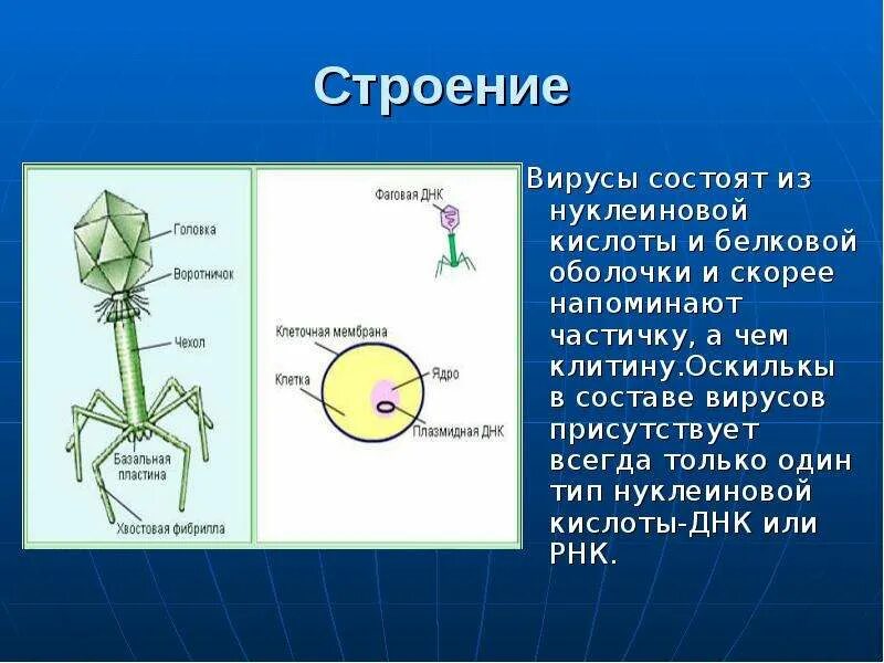 Вирусы состоят из. Вирус состоит из двух частей. Вирусы состоят из нуклеиновой кислоты и белковой оболочки. Вирусы состоят из белков и нуклеиновой кислоты.