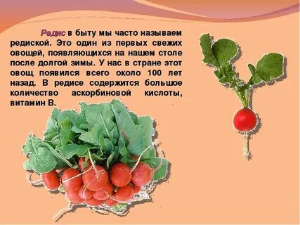 Чем полезны листья редиски