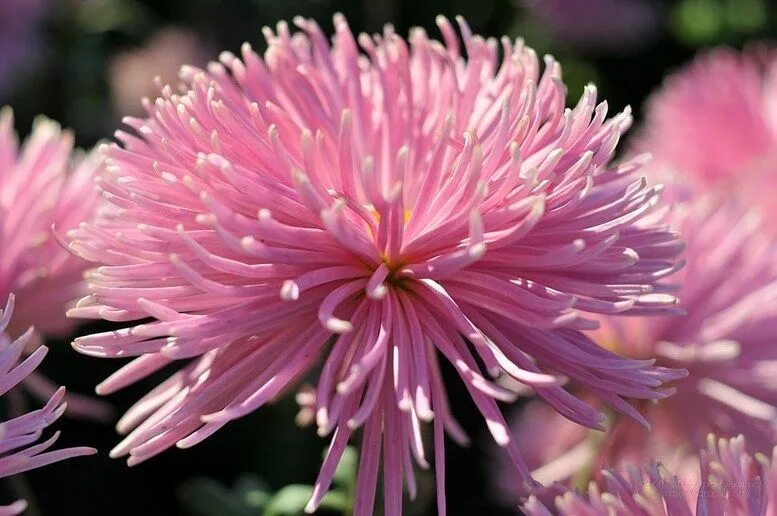 Macro Pink Flower Free Stock Photo - ISO Republic Natuur, Dieren