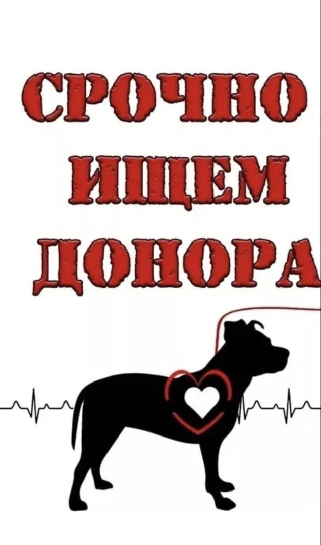 Нужен донор для собаки. Срочно нужен донор собаке. Нужен донор крови для собаки. Срочно нужен донор щенку.