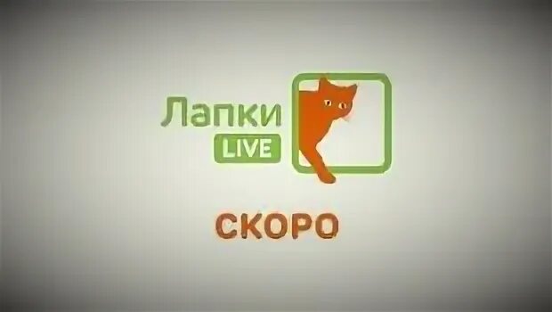 Лапки телеканал. Канал лапки лайф. Лапки Live логотип. Программа лапки Live ведущий.