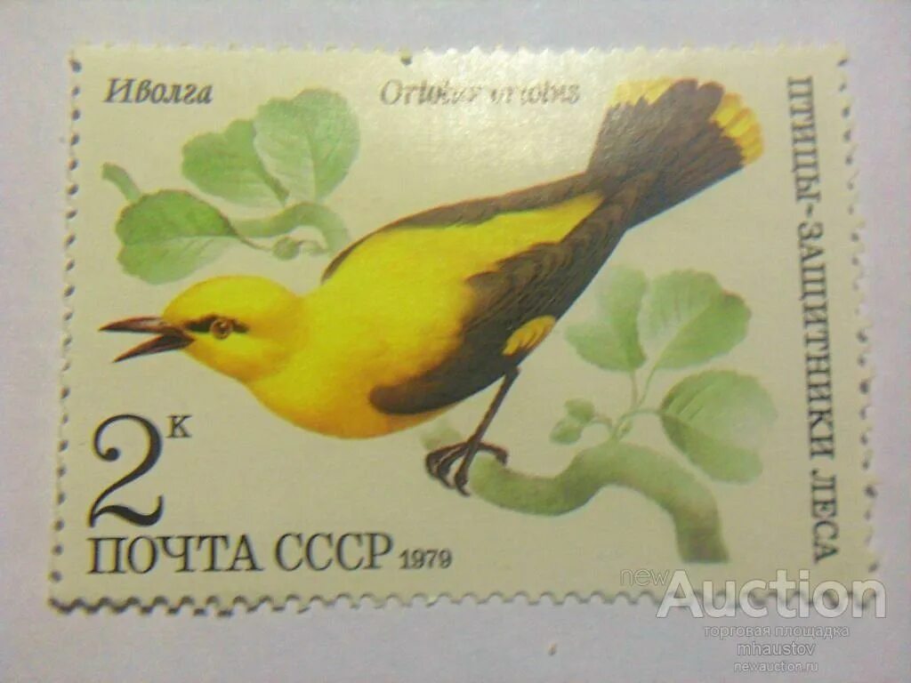 Иволга интернет магазин. Иволга лого. Бренд иволга. Форум иволга 2016. Бренд иволга архитектор.