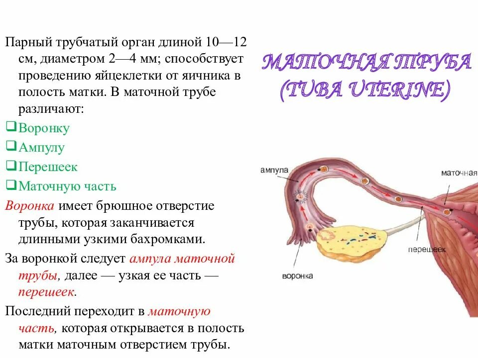 Матка маточная труба яичник анатомия. Отделы маточной трубы схема. Строение трубы матки. Отверстия маточной трубы анатомия. Женские половые органы яичник