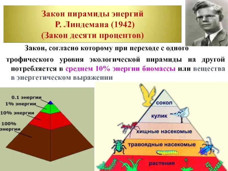 Пирамида Линдемана экологическая. Правило экологической пирамиды Линдемана. Закономерность экологической пирамиды. Экологическая пирамида энергии.