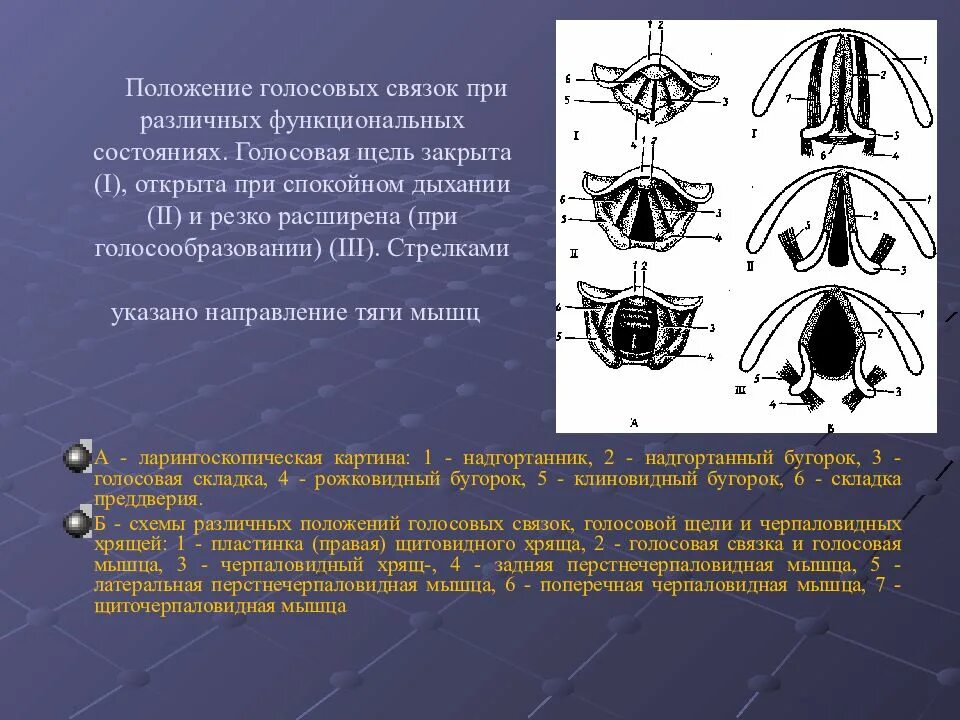 Положение голосовых связок при молчании почему. Положение голосовых связок при различных функциональных состояниях. Голосовые связки и голосовая щель. Голосовые складки при фонации. Положение голосовых связок при фонации.