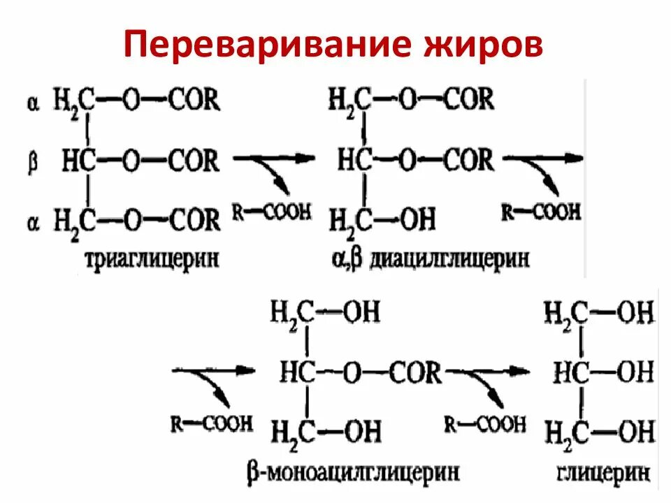 Переваривание нейтрального жира. Реакции переваривания жиров биохимия. схема переваривания жиров биохимия. переваривание липидов биохимия реакции. реакция гидролиза пищевых жиров в кишечнике.