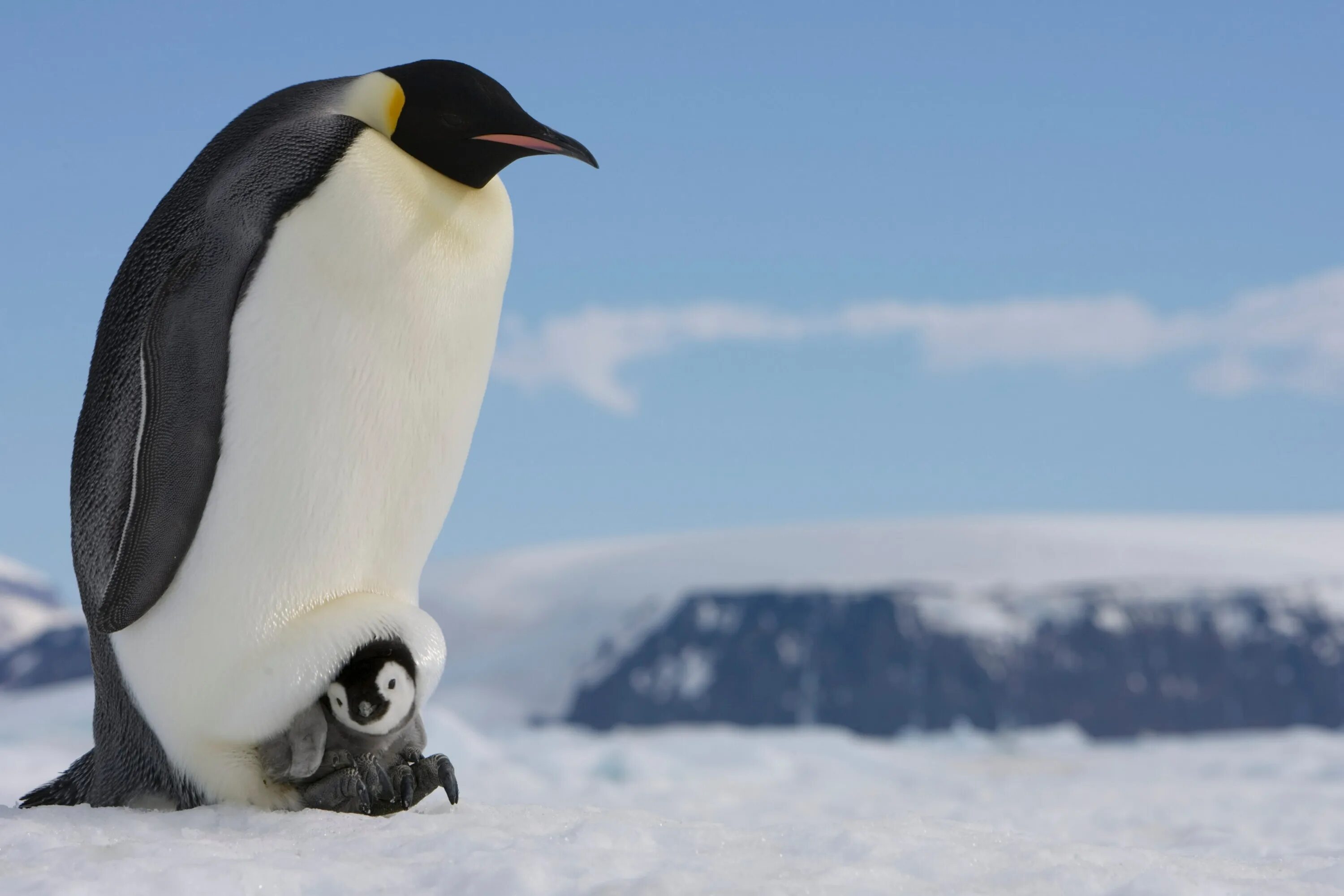 Emperor penguin. Субарктический Пингвин. Папуанский Пингвин Антарктида. Субантарктический Пингвин s 88589. Субантарктический Пингвин Египет.