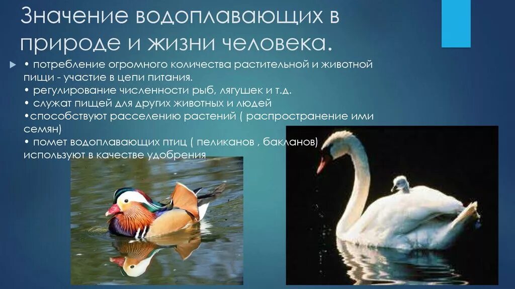 Значение водоема в природе. Птицы водоемов представители. Водоплавающие птицы представители. Значение водоплавающих птиц. Водоплавающие птицы характеристика.