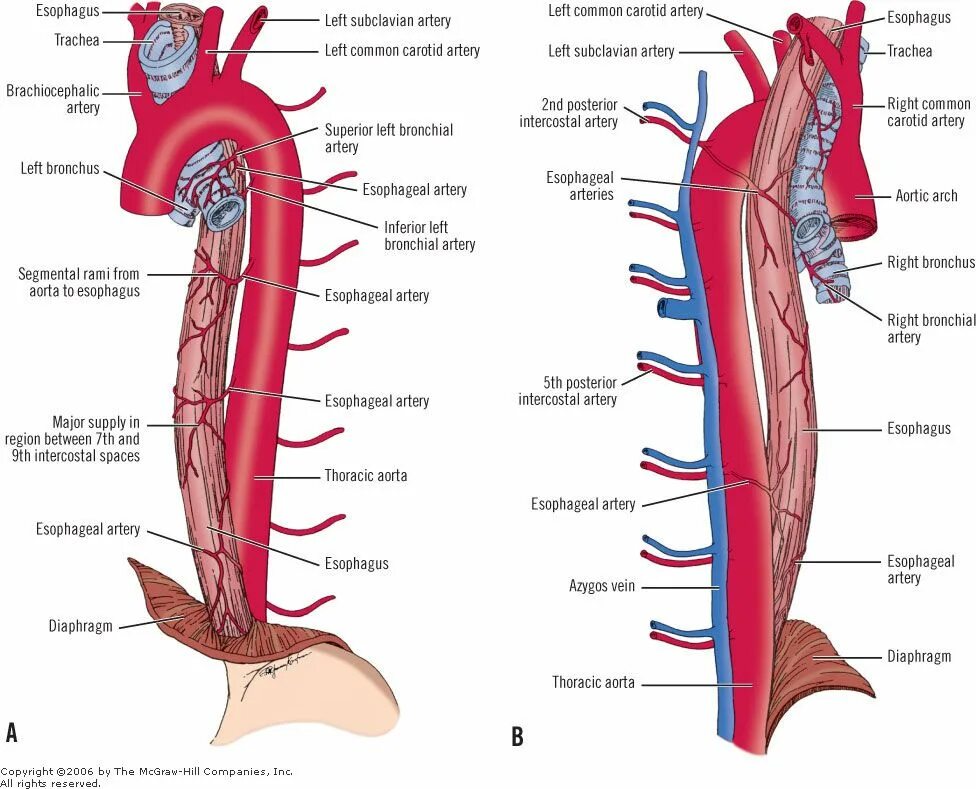 Синтопия пищевода. Схема артериального кровотока пищевода. Кровоснабжение пищевода анатомия схема. Кровоснабжение пищевода топографическая анатомия. Шейный отдел пищевода анатомия.