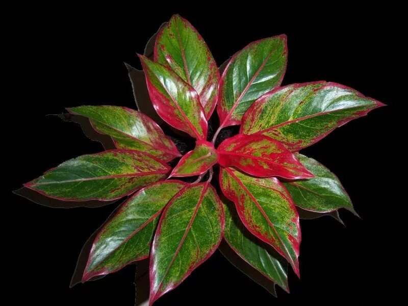 аглаонема флейм