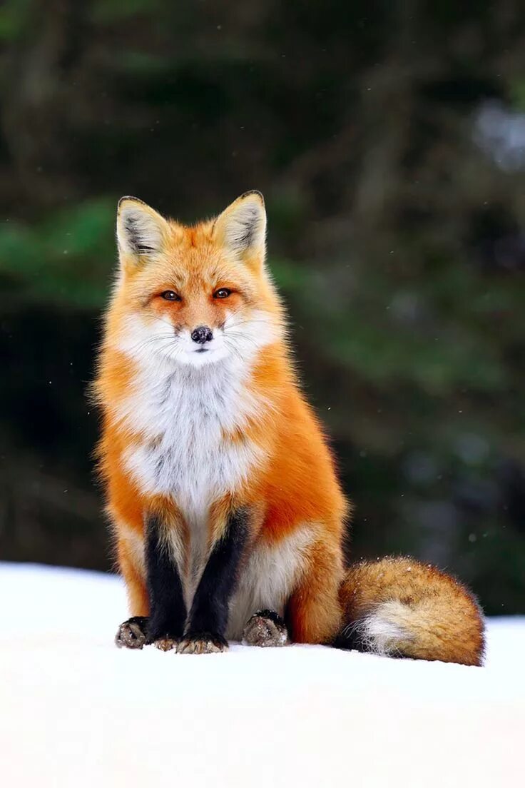 Лиса кросс Фокс. Крестовка / Cross Fox. Лиса окрас крестовка. Огнёвка Вятская лиса. Fox wild