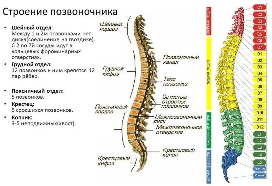 Защемление в грудном отделе. Гимнастика при защемлении седалищного нерва по бубновскому. Боль в спине. Хондроз грудного поясничного отдела позвоночника. Зажало нерв в грудном отделе.