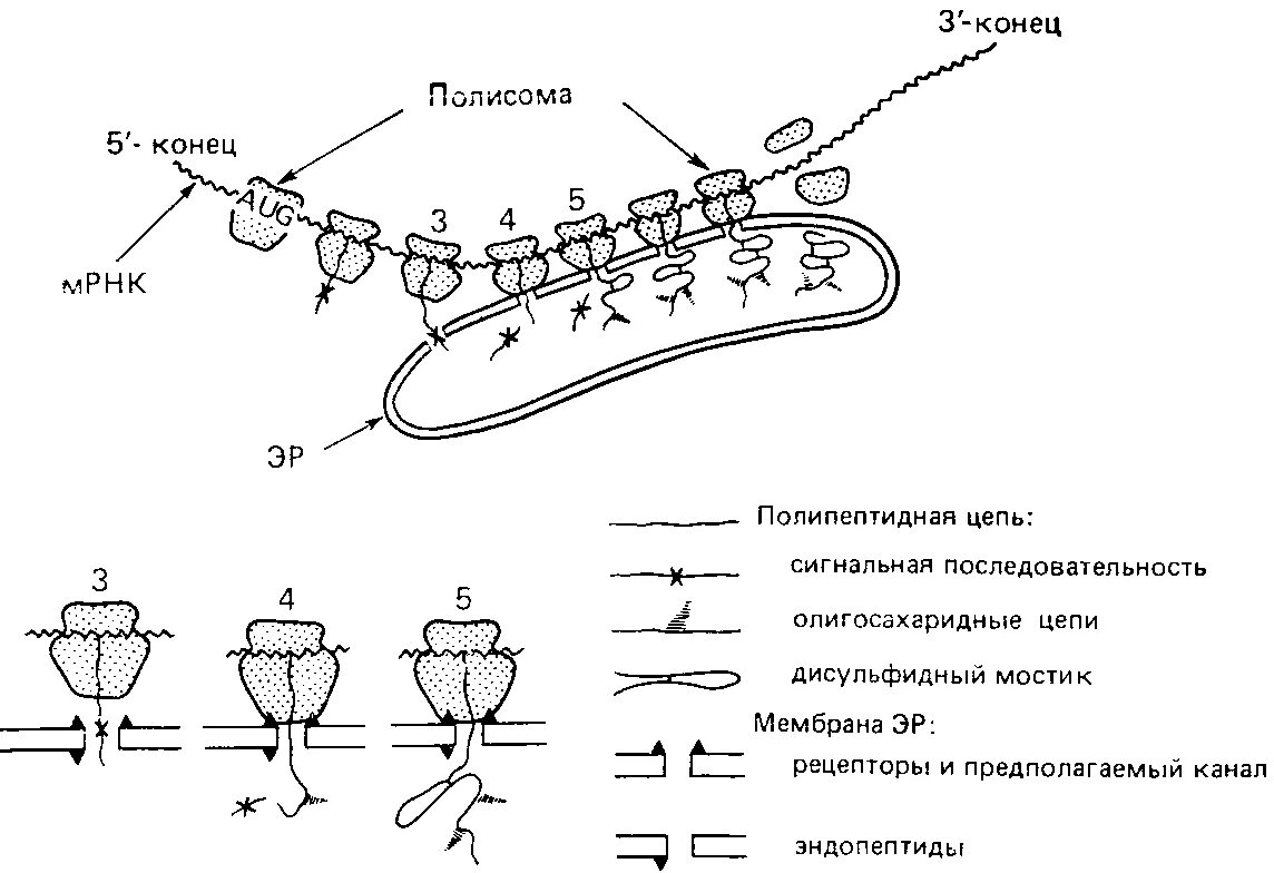 Служит матрицей при синтезе полипептидов. Полисома Синтез белка. Синтез белка трансляция полисома. Схема строения полисомы. Полисома строение и функции.