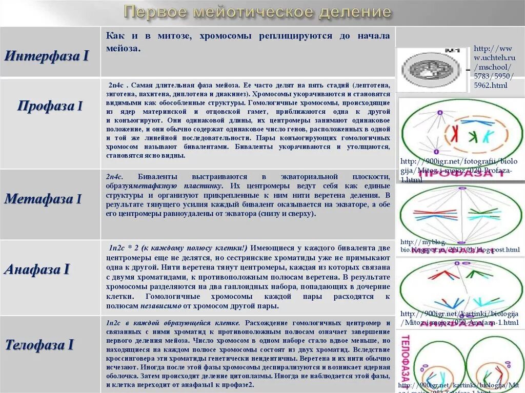 Митоз фазы кратко. Фазы митоза таблица ЕГЭ. Фазы митоза и мейоза таблица. Митоз мейоз таблица ЕГЭ. Фазы митоза и мейоза ЕГЭ.