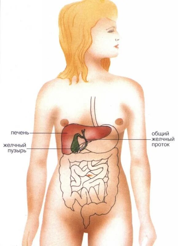 Как болит печень и желчный. Где находится желчный пузырь у человека. Анатомия человека желчный пузырь расположение. Где находится печень и желчный пузырь. Расположение печени и желчного пузыря.
