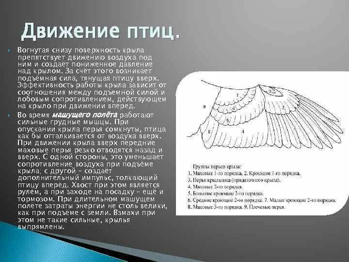 Движение крыла птицы. Особенности движения птиц. Анатомия и движение птичьего крыла.