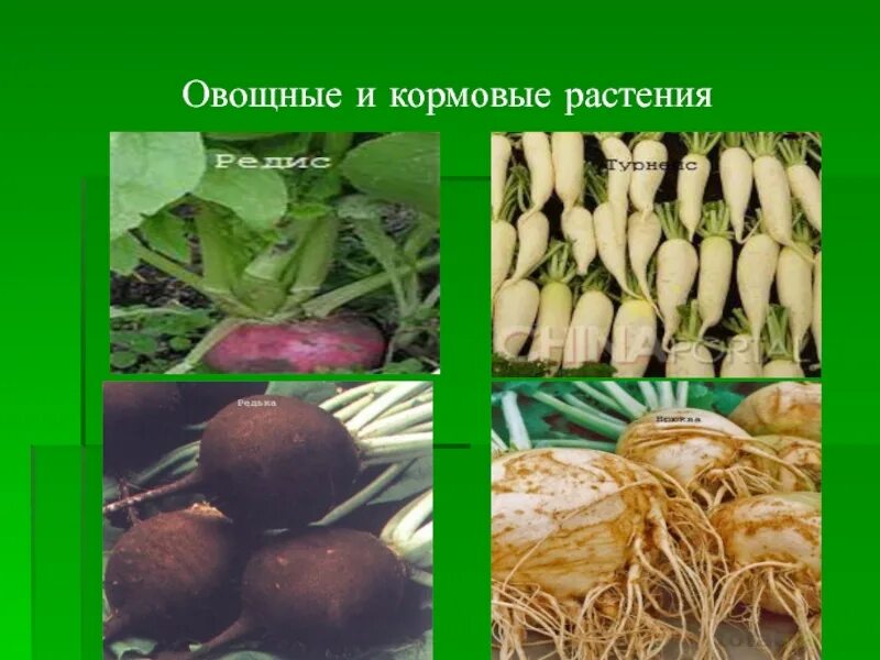 Кормовые культуры растений названия. Кормовые культуры в сельском хозяйстве. Разнообразие культурных растений кормовые культуры. Разнообразие культурных растений кормовые культуры. Цветы кормовых культур.