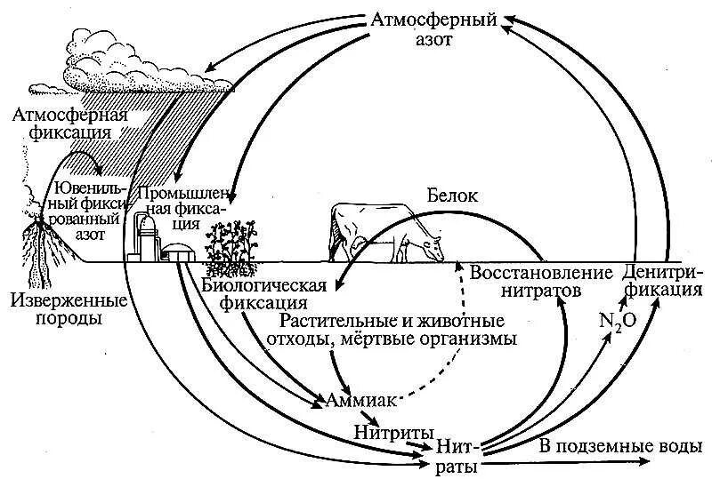 Процессы биологического круговорота веществ. Круговорот веществ и энергии в биосфере схема. Круговорот веществ вещества в биосфере. Биологический круговорот веществ в биосфере схема. Схема биологического круговорота веществ и потока энергии.