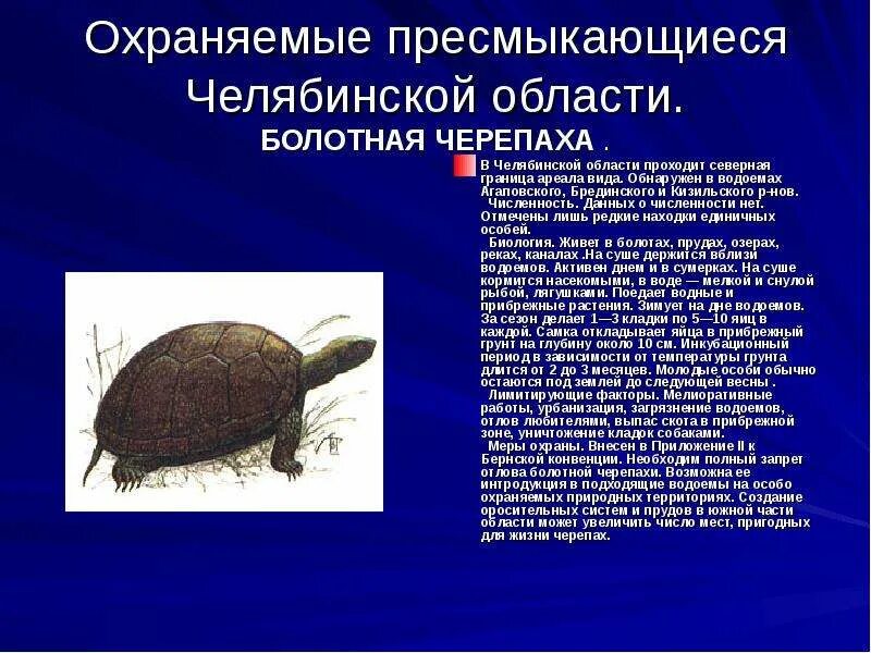 Функции пресмыкающихся. Сообщение о болотной черепахе. болотная черепаха описание кратко. пресмыкающиеся болотная черепаха сообщение. охрана пресмыкающихся доклад.
