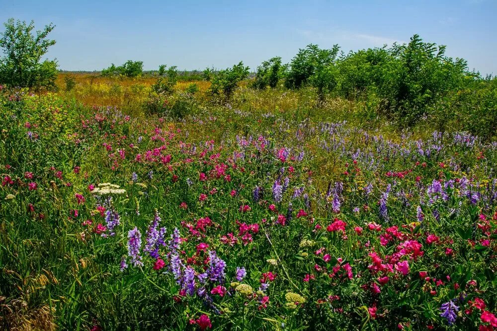 Поляне "лялин луг" -. 124 луга. 124 луга. Ночка луговая сенокосная пора. Разнотравье луговой цветник.
