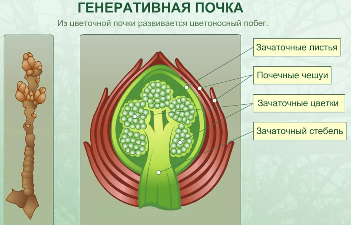 Изображение генеративной почки. Биология 6 класс почка генеративной почки. Строение генеративной почки. Генеративная Цветочная почка. Генеративгая почта строение.