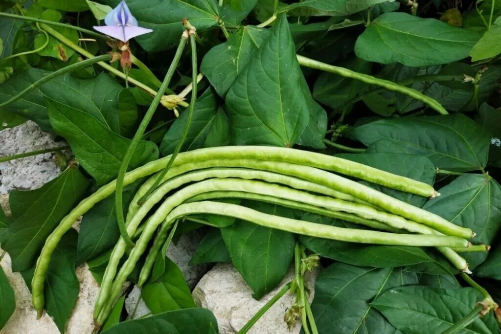 Фасоль вигна. Вигна овощная что это. Вигна овощная графиня. Вигна овощная что это. Спаржевая фасоль вигна графиня.