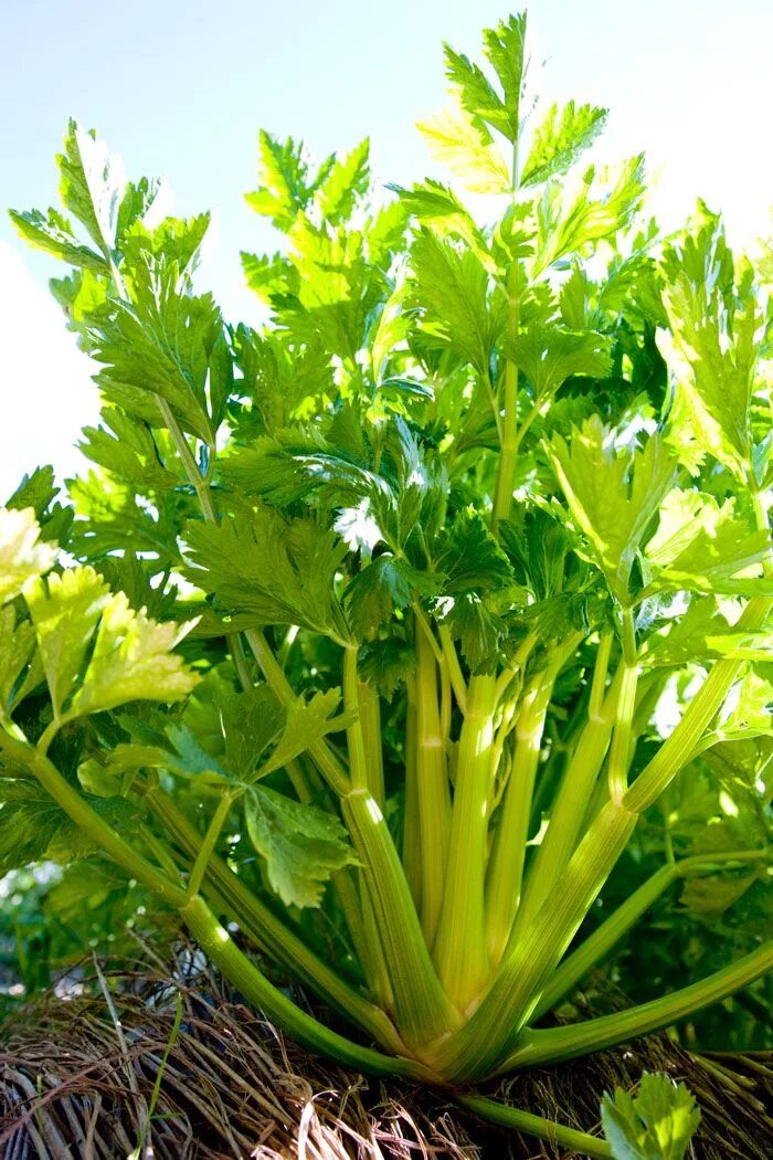 Как выглядит растение сельдерей Celery stalk 500 gr, 182 RUB, delivery in 1 h 50 min Flowwow flower delivery в