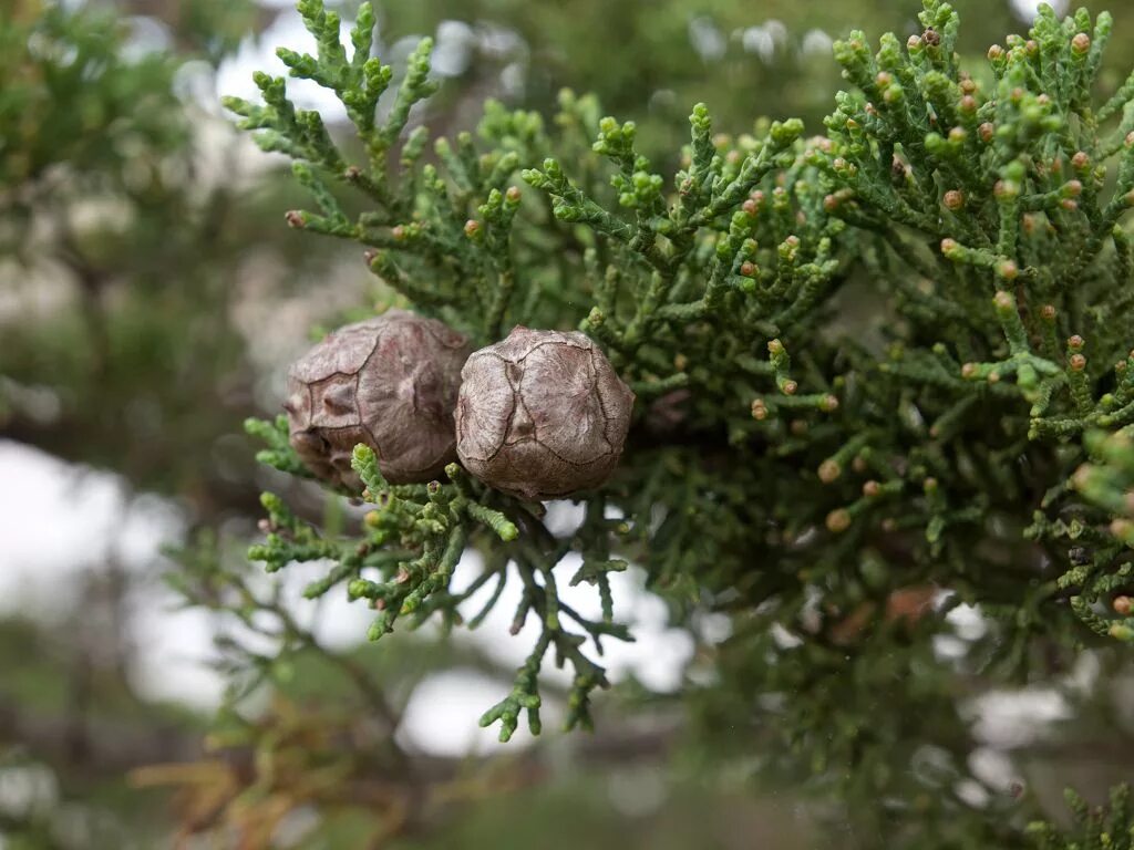 Кипарис Cupressus sempervirens. Кипарис вечнозеленый (Cupressus sempervirens). Кипарис - Cupressus. Семейство Кипарисовые (Cupressaceae). Семейство хвойных