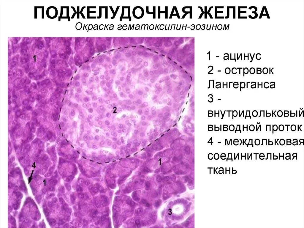 Эпителий печени и поджелудочной железы. Поджелудочная железа гистология препарат гематоксилин эозин. Островки Лангерганса гистология. Поджелудочная железа окраска гематоксилин-эозином. Гистологическое строение поджелудочной железы.