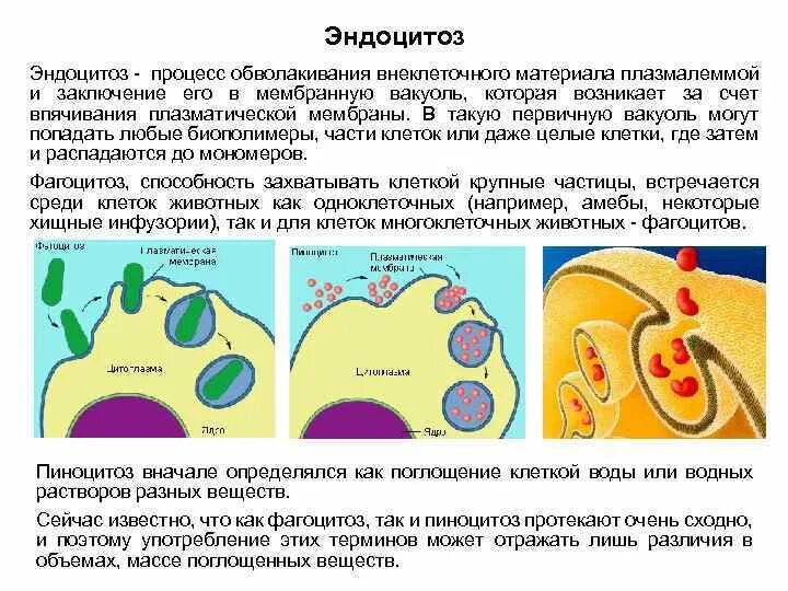 Г эндоцитоз. Эндоцитоз. Эндоцитоз процесс. Эндоцитоз клетки. Эндоцитоз процесс поглощения.