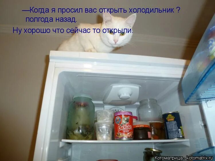 Песня открываю холодильник. Открывает холодильник. Кот открывает холодильник. Когда открыл холодильник не постучавшись. Я открыл холодильник.