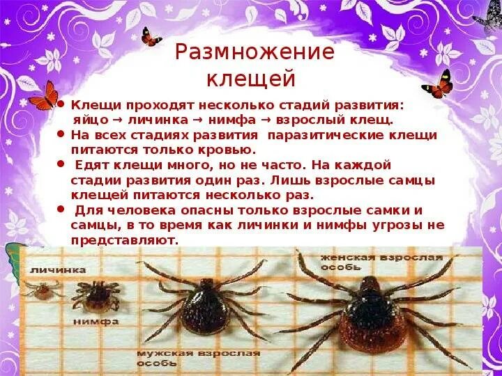 Как размножаются клещи в природе и сколько