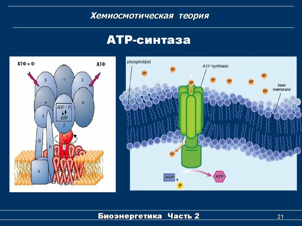 Протонная АТФ синтаза. АТФ синтаза в митохондрии. Хемиосмотическая теория. АТФ синтаза биология.