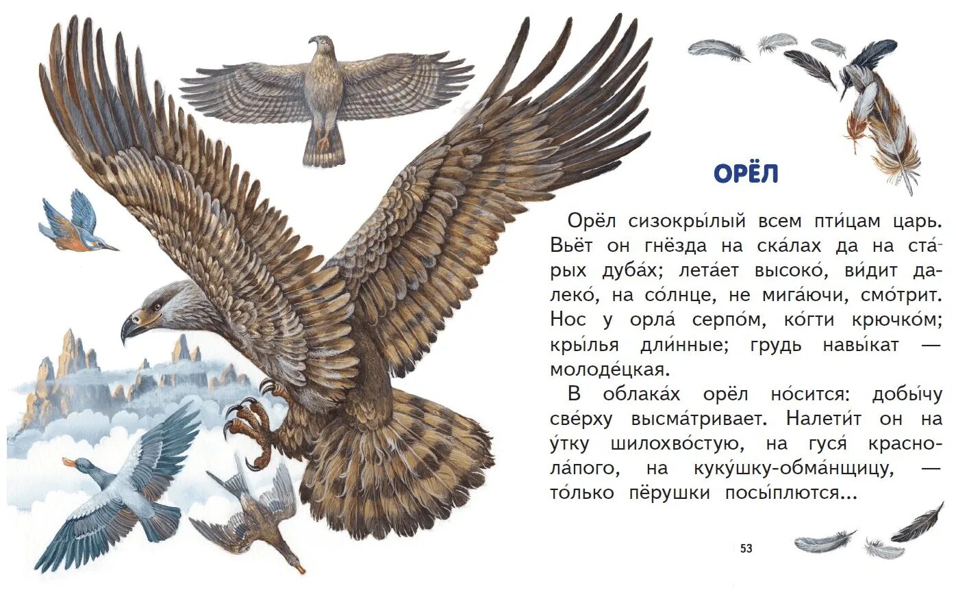 Ушинский Орел сизокрылый. Ушинский Орел текст. Орел сизокрылый всем птицам царь. Орёл сизокрылый всем пцицам царь. Орел сизокрылый всем птицам