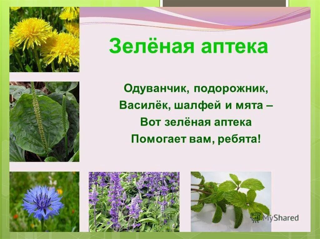 Зеленая аптека. Лекарственные растения для детей. Растительный мир для дошкольников. Лекарственные растения в доу. Зеленая аптека в доу.