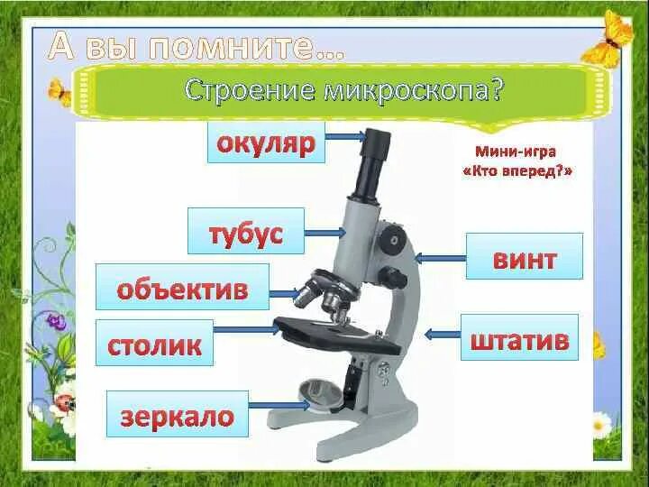 Тубус цифрового микроскопа. Биология 5 кл строение микроскопа. Микроскоп 5 класс биология. Цифровой микроскоп биология 5 класс. Строение светового микроскопа 5 класс биология Пономарева.