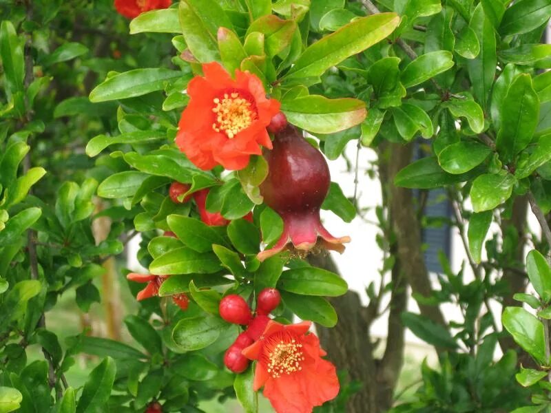 When Do Pomegranate Trees Bloom? Hunker Pomegranate, Flowers, Pomegranate art